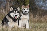ALASKAN MALAMUTE 789